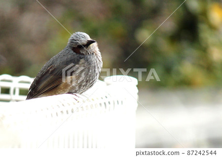 A bulbul that perches on a white fence and bends its neck 87242544