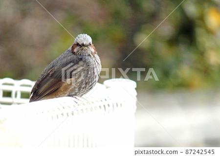 Bulbul facing the front on a white fence 87242545