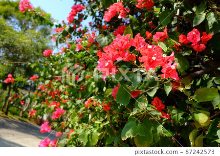 A lush bougainvillea in the park 87242573