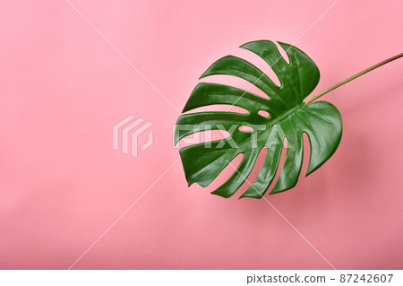 Artificial plant, Philodendron monstera leaf on pink background with copyspace Artificial plant, Philodendron monstera leaf on pink background with copyspace 87242607