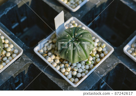 Cactus, Astrophytum asterias, Cactus is desert plant and popular indoor houseplant. Cactus, Astrophytum asterias, Cactus is desert plant and popular indoor houseplant. 87242617
