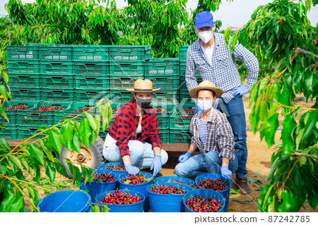 Three farmers in protective mask showing rich harvest of cherry on field 87242785