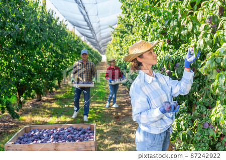 Woman harvesting plums in plantation 87242922