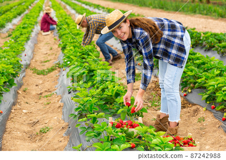 Woman farmer gardening on plantation, harvesting strawberry 87242988