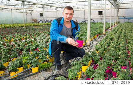Farmer cultivating tomatoes 87242989