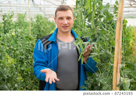 Farmer checking green peas Farmer checking green peas 87243193
