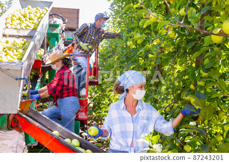 Group of farmers in masks picking golden apples Group of farmers in masks picking golden apples 87243201