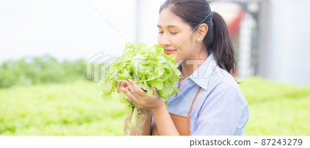 Young asian woman working in hydroponic system vegetables organic lettuce farm. Young asian woman working in hydroponic system vegetables organic lettuce farm. 87243279