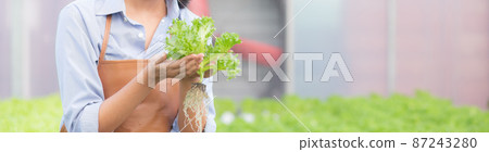 Young asian woman working in hydroponic system vegetables organic lettuce farm. Young asian woman working in hydroponic system vegetables organic lettuce farm. 87243280