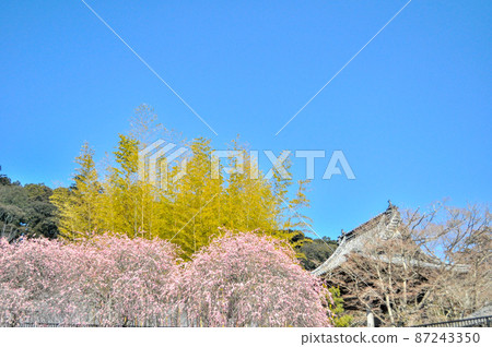 Shuzenji, a place related to the Hojo clan, which is a hot topic in taiga dramas 87243350
