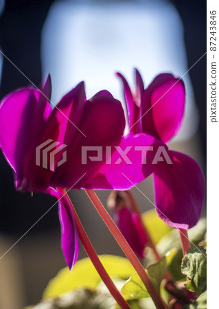 開花在早春太陽的仙客來 87243846