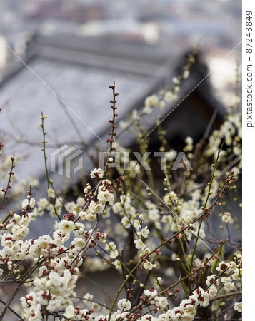 梅花與城市景觀 87243849