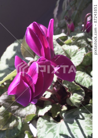 開花在早春太陽的仙客來 87243851