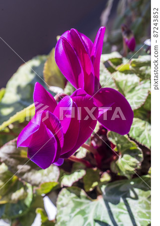 開花在早春太陽的仙客來 87243852