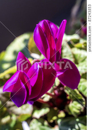 開花在早春太陽的仙客來 87243853