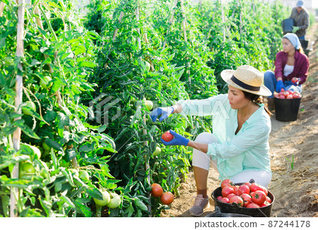 Asian woman harvests tomatoes on a plantation Asian woman harvests tomatoes on a plantation 87244178