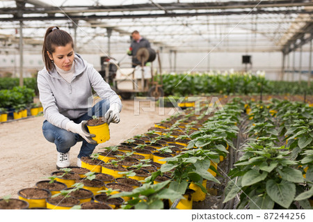 Female florist checking potted ornamental Helianthus 87244256