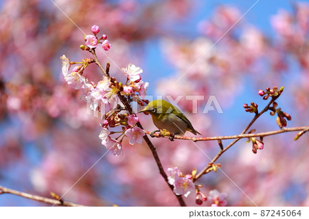 White-eye perching on Kawazu cherry blossoms in Muroto White-eye perching on Kawazu cherry blossoms in Muroto 87245064