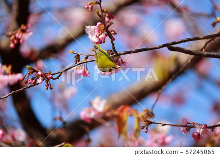 White-eye perching on Kawazu cherry blossoms in Muroto White-eye perching on Kawazu cherry blossoms in Muroto 87245065