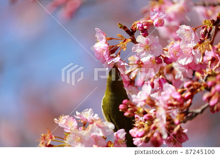 在室戶的河津櫻花上棲息的白眼 87245100