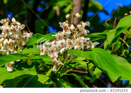 Beautiful white flowers of a catalpa tree Beautiful white flowers of a catalpa tree 87245255