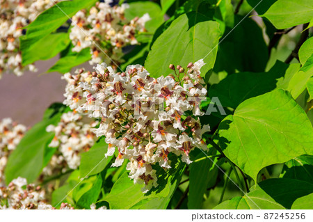 Beautiful white flowers of a catalpa tree Beautiful white flowers of a catalpa tree 87245256