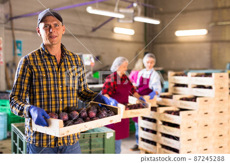 Farmer standing with boxe full of plums at warehouse 87245288