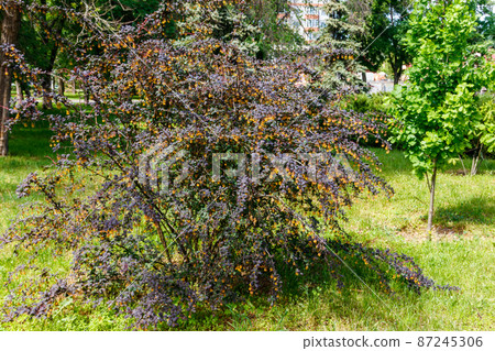 Yellow flowering plant of Thunberg's barberry (Berberis thunbergii), also known as the Japanese barberry, or red barberry. Barberry shrub in park blooms with yellow flowers 87245306