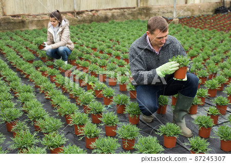 Man florist looking for plant of white perc in pots while gardening Man florist looking for plant of white perc in pots while gardening 87245307