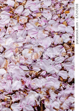 Cherry blossom close-up 87245308