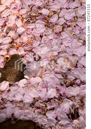 Cherry blossom close-up 87245310