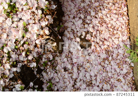 Cherry blossom close-up 87245311
