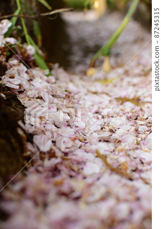 Cherry blossom close-up Cherry blossom close-up 87245315