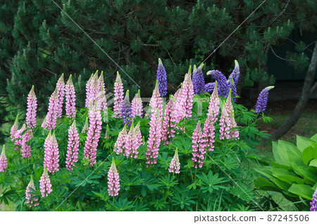 Pink and purple flowers lupine Pink and purple flowers lupine 87245506