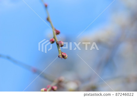 以盛開的白李子為背景的李子芽 以盛開的白李子為背景的李子芽 87246022