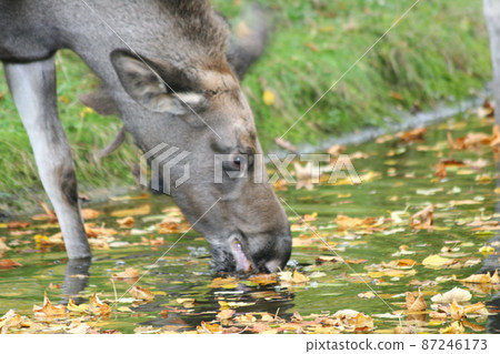 moose (Alces alces) moose (Alces alces) 87246173
