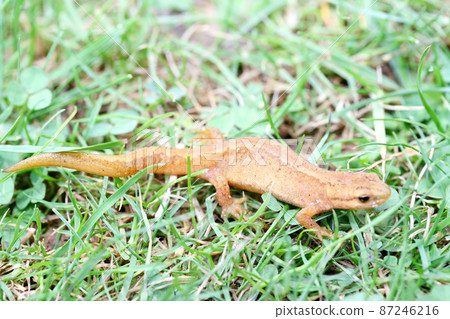newt (Triturus) newt (Triturus) 87246216