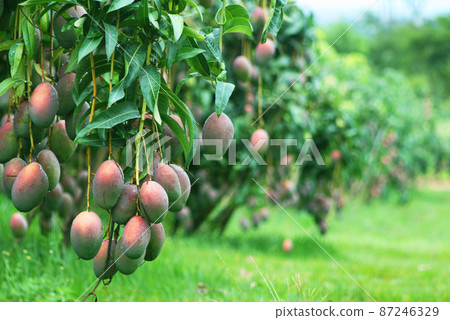 成為樹巴西的芒果果實 成為樹巴西的芒果果實 87246329