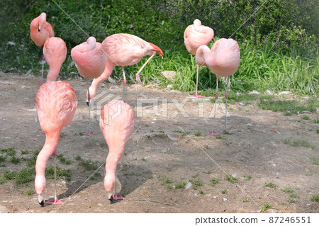 辣椒火烈鳥 87246551