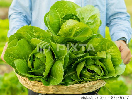 Male farmer picking Romaine vegetables in the evening Male farmer picking Romaine vegetables in the evening 87246597