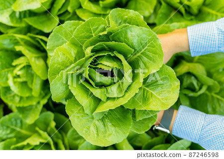 Male farmer picking Romaine vegetables in the evening Male farmer picking Romaine vegetables in the evening 87246598