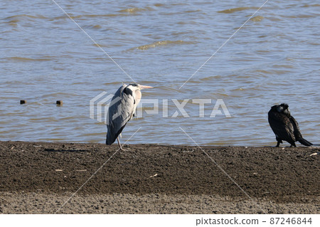 Gray heron Gray heron 87246844