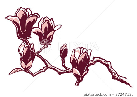 A branch of purple magnolia with five flowers, drawn with a brush and painted in two colors A branch of purple magnolia with five flowers, drawn with a brush and painted in two colors 87247153