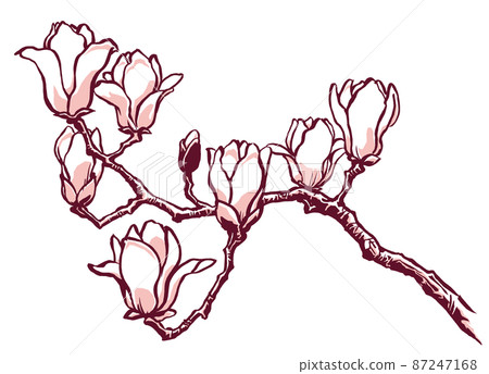 Yulan magnolia branch with 8 flowers, drawn with a brush and painted in 2 colors Yulan magnolia branch with 8 flowers, drawn with a brush and painted in 2 colors 87247168