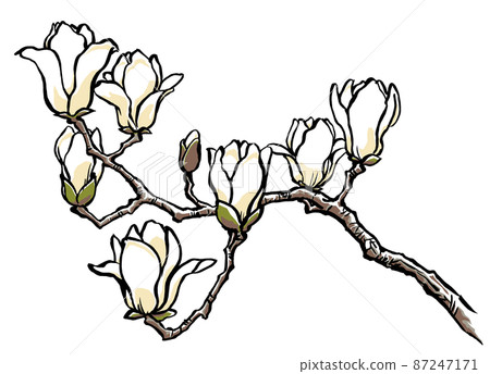 Yulan magnolia branch with 8 flowers, brush drawing and matte painting Yulan magnolia branch with 8 flowers, brush drawing and matte painting 87247171