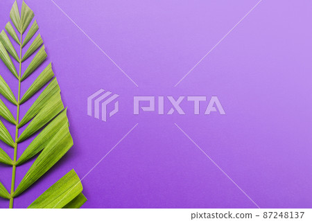 Palm leaves on purple background. Holy week and Lent season concept. Palm leaves on purple background. Holy week and Lent season concept. 87248137
