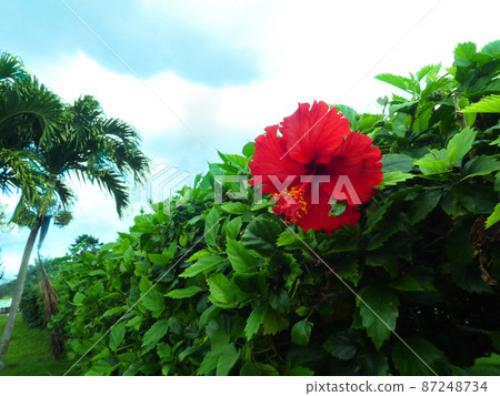 A single blooming red hibiscus A single blooming red hibiscus 87248734