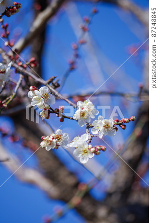 梅花和藍天背景 梅花和藍天背景 87248845