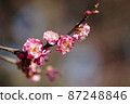 粉紅色的梅花 87248846