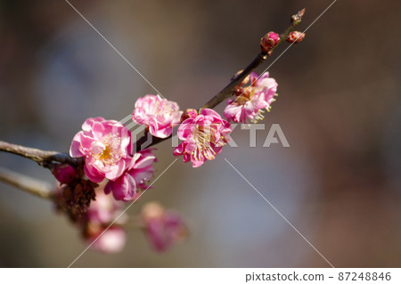 粉紅色的梅花 粉紅色的梅花 87248846
